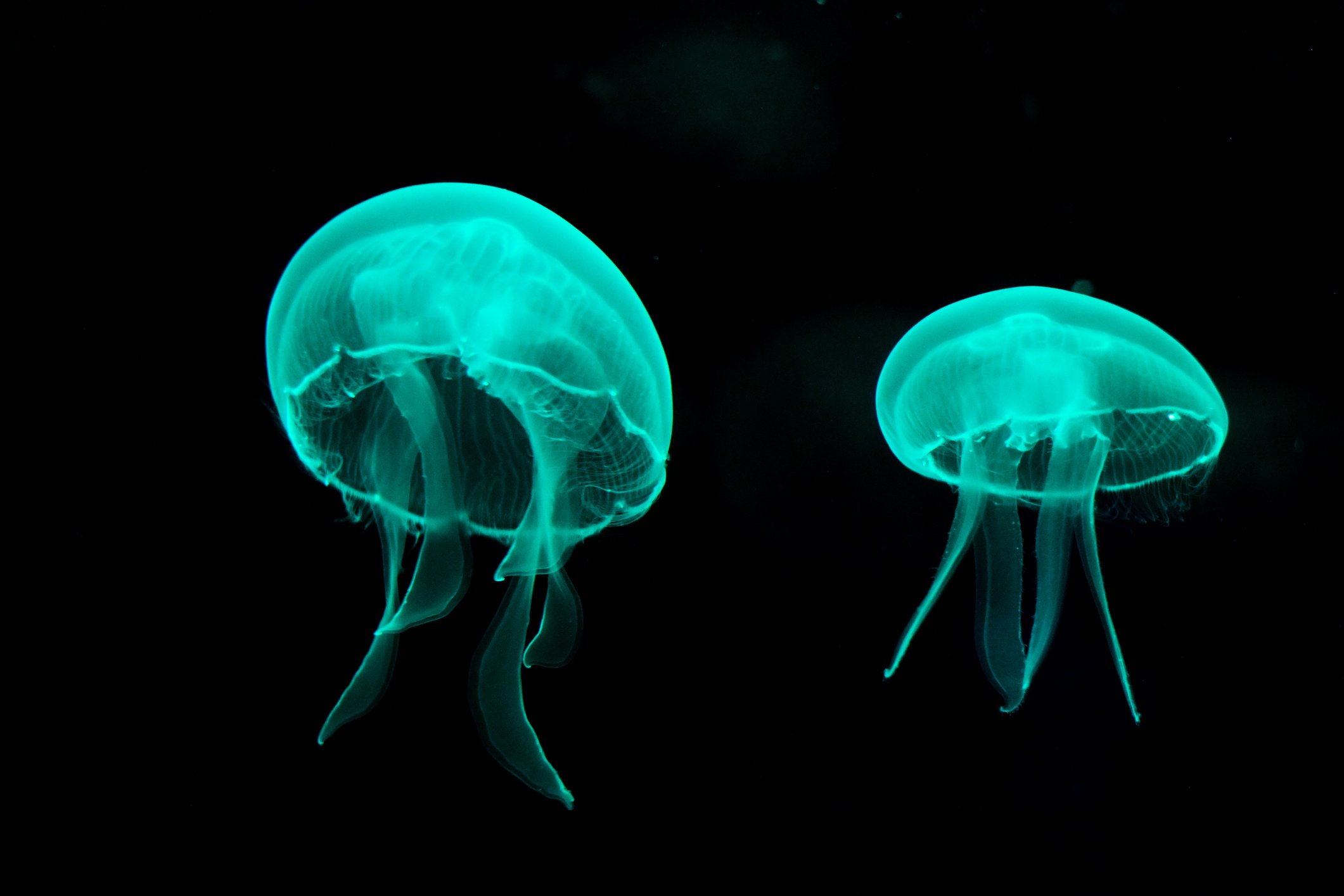 Two glowing jellyfish floating in dark water.