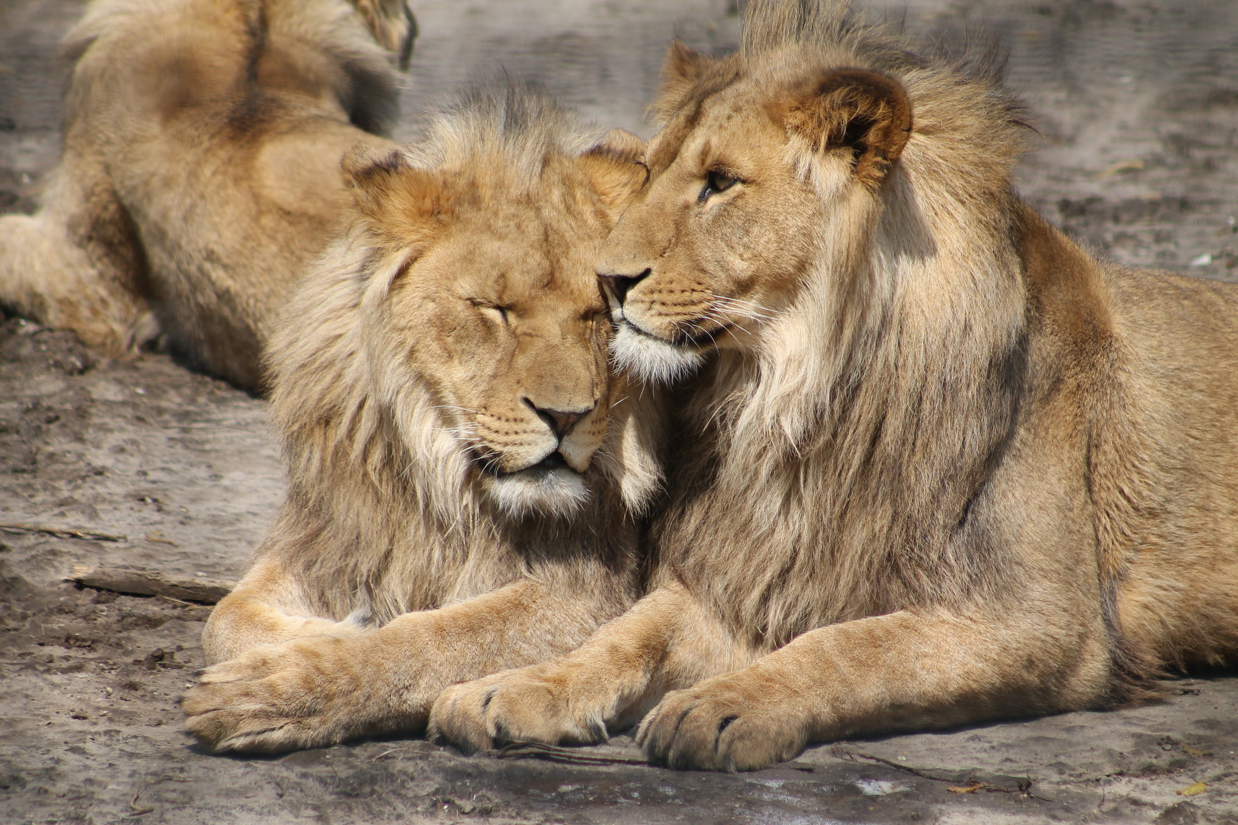 Two lions, one with eyes closed and the other gently nuzzling, resting on the ground.