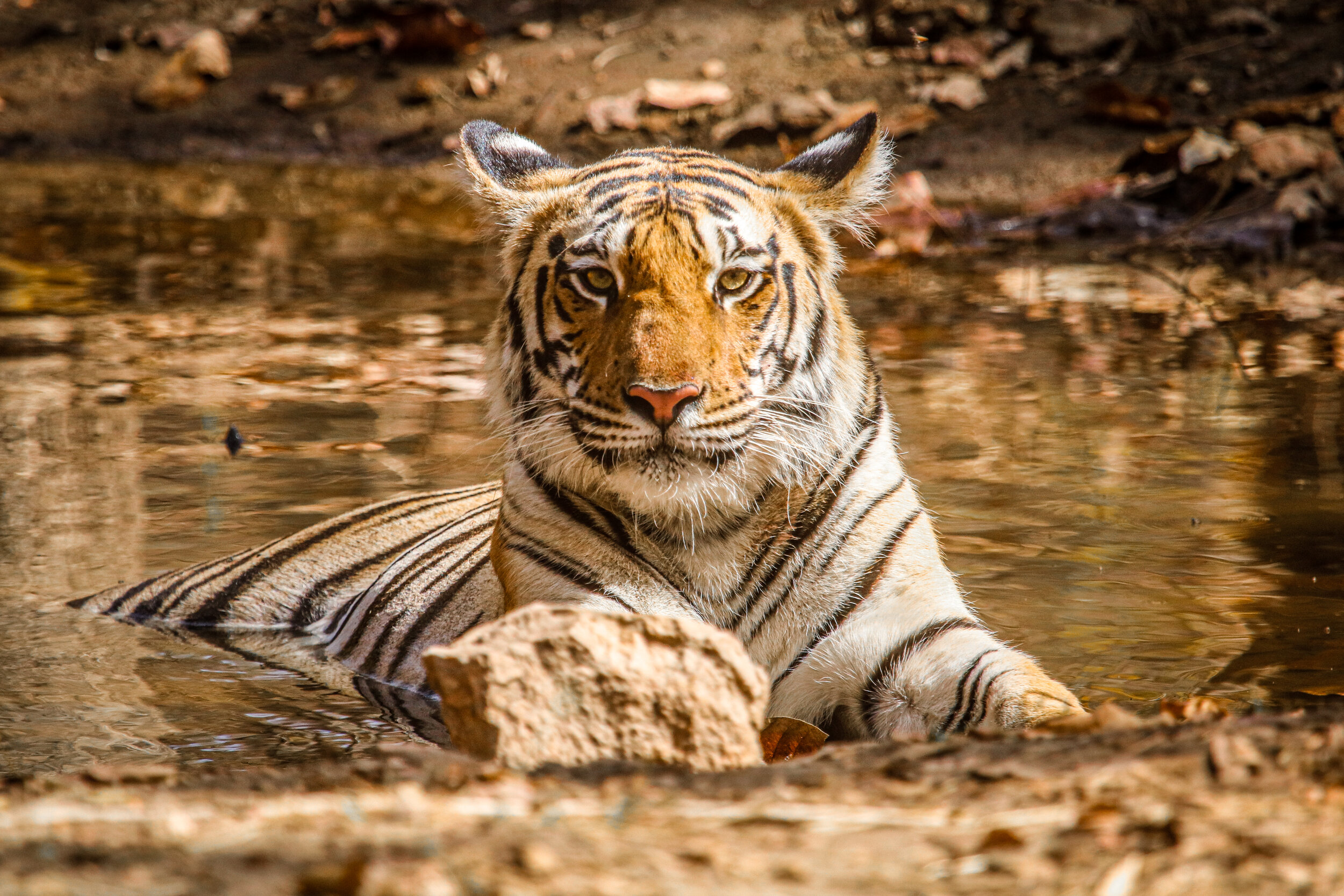 A tiger lying in a shallow muddy pond with its head up, surrounded by leaves and mud.