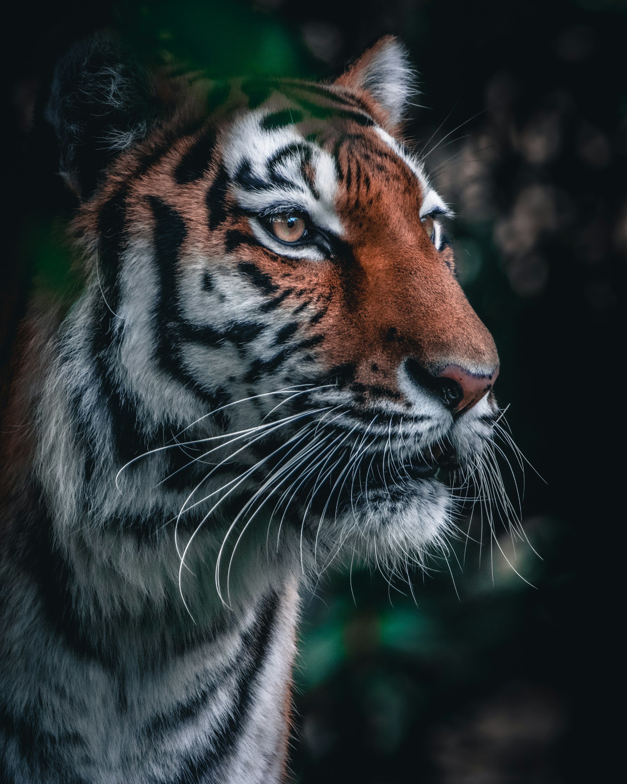 Close-up of a tiger's face with detailed fur, sharp eyes, and prominent whiskers, set against a dark, blurred background.